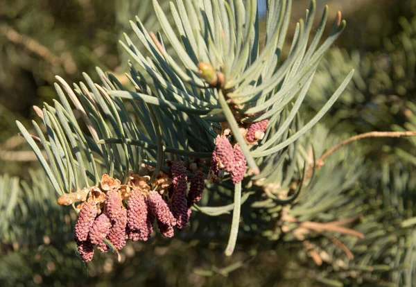 Mor kozalaklı ladin dalları