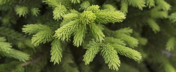 초록색 가지들과 바늘같은 침엽수 — 스톡 사진
