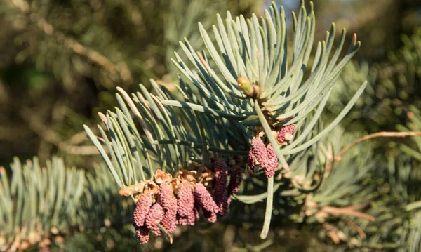 Mor kozalaklı ladin dalları