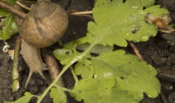 snail on the wet ground in the summer