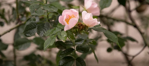 Två Ljusrosa Vilda Rosenblommor — Stockfoto