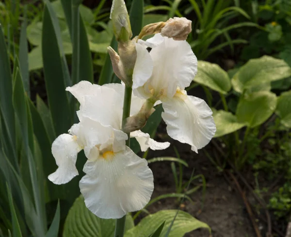 Két Fehér Írisz Virág Esőcseppekkel — Stock Fotó