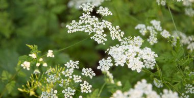 Küçük beyaz çiçekli güzel bir tarla bitkisi
