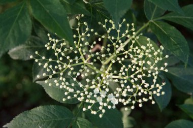 Tacı andıran küçük beyaz çiçekli bir bitki.