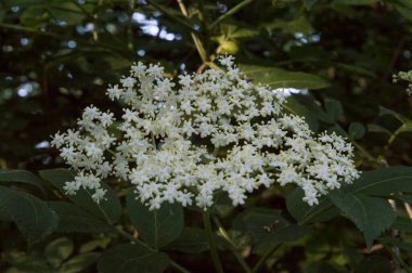 Küçük beyaz çiçekli güzel bitki