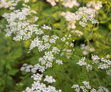 Küçük beyaz çiçekli güzel bir tarla bitkisi