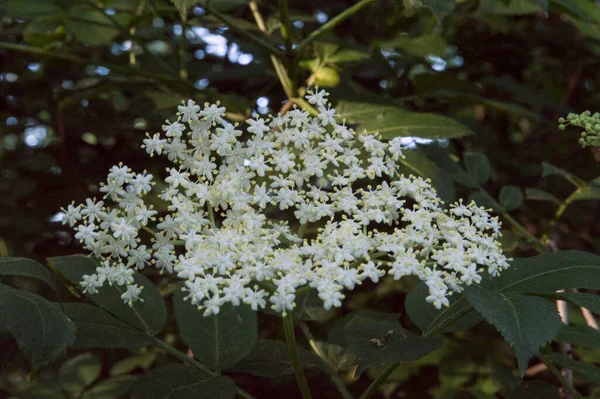 Belle Plante Avec Petites Fleurs Blanches — Photo