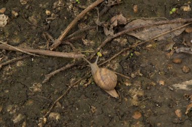 Yazın ıslak zeminde salyangoz