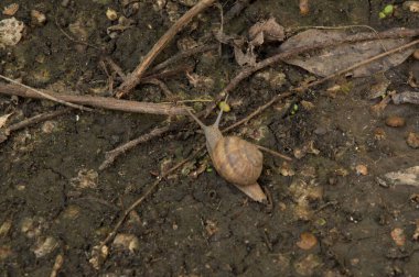 Yazın ıslak zeminde salyangoz