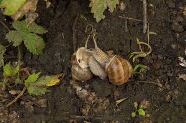 Yazın ıslak zeminde çiftleşen iki salyangoz.