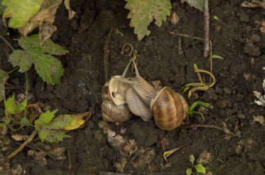 Yazın ıslak zeminde çiftleşen iki salyangoz.