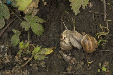 Yazın ıslak zeminde çiftleşen iki salyangoz.