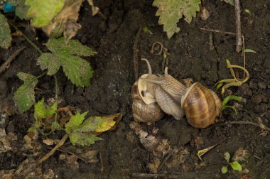 Yazın ıslak zeminde çiftleşen iki salyangoz.