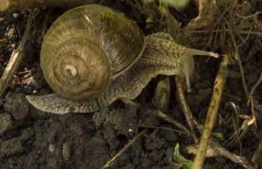 Yazın ıslak zeminde salyangoz