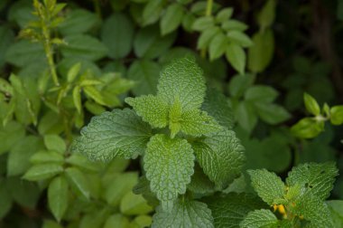 Mezhep yapraklı bir bitki.
