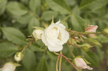 Arkasında iki set olan küçük bir gül.