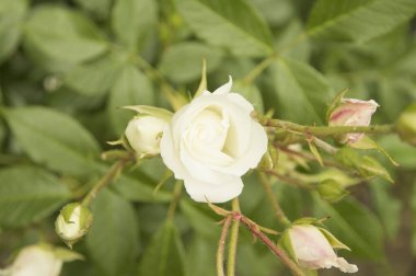 Arkasında iki set olan küçük bir gül.