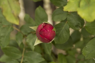 Küçük açık kırmızı, açılmamış gül