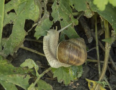 Yazın ıslak zeminde salyangoz
