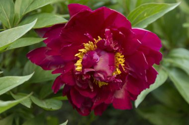 Sarı çiçekli büyük kırmızı şakayık çiçeği.