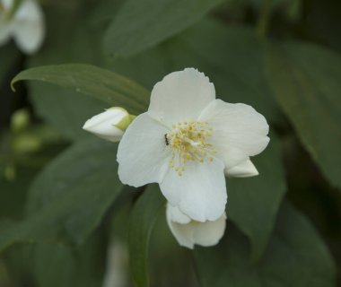 Beyaz yasemin çiçeğini kapat.