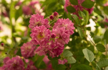 Pembe beyaz güllü çalı