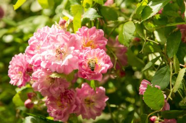 Açık pembe güller ve arılardan biri nektar topluyor.