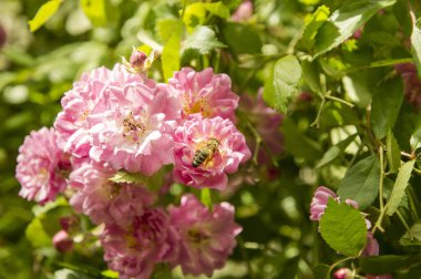 Açık pembe güller ve arılardan biri nektar topluyor.