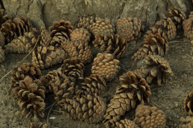 Kozalaklı ağaç gövdesindeki iğnelerin arasında.