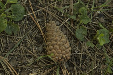 İğnelerin arasında kozalak var.