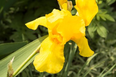 Sarı zambakla turuncu zambaklar.