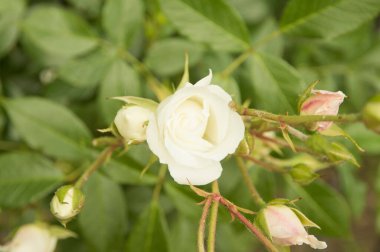 Arkasında iki set olan küçük bir gül.