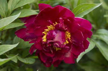 Sarı çiçekli büyük kırmızı şakayık çiçeği.