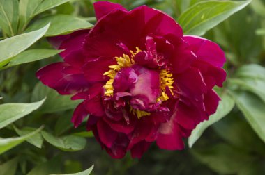 Sarı çiçekli büyük kırmızı şakayık çiçeği.