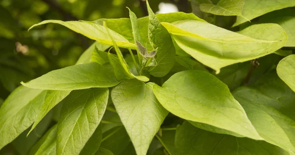 Cabang Pohon Liliac Jepang Dengan Daun — Stok Foto