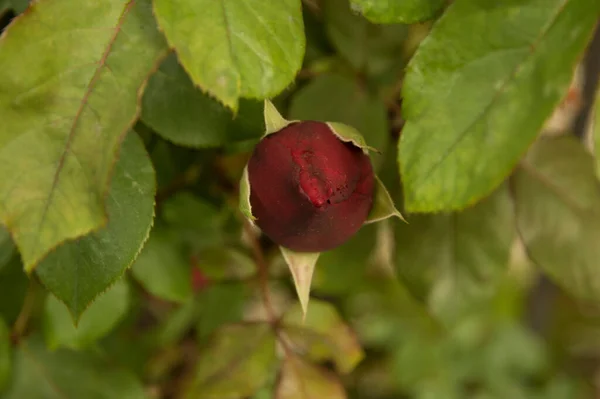 Kleine Dunkelrote Unausgebreitete Rose — Stockfoto