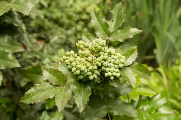 Oregon Üzüm Çalısı Yeşil Böğürtlen — Stok fotoğraf