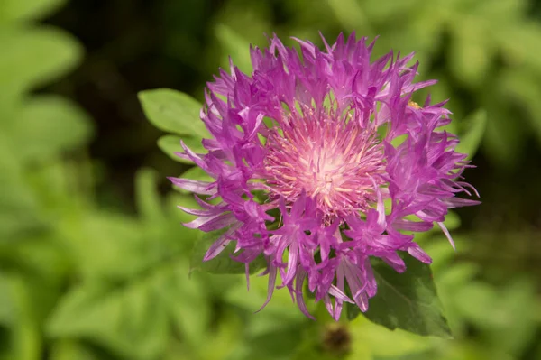 Close Purple Greater Knapweed Blossom — Stock Photo, Image
