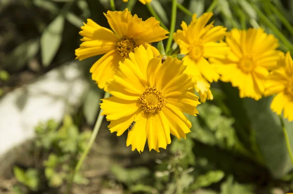 Ein Paar Schwefel Kosmos Blumen — Stockfoto