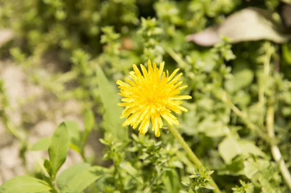 Amarelo Flor Dente Leão Comum Entre Grama — Fotografia de Stock