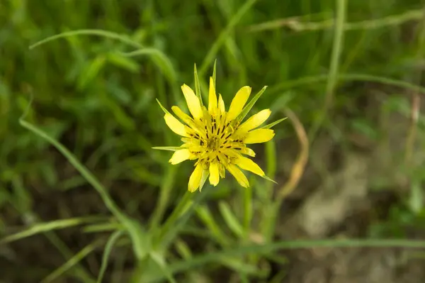 Nahaufnahme Gagea Frühlingsgelbe Wildblume — Stockfoto