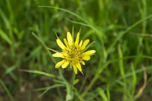 Nahaufnahme Gagea Frühlingsgelbe Wildblume — Stockfoto