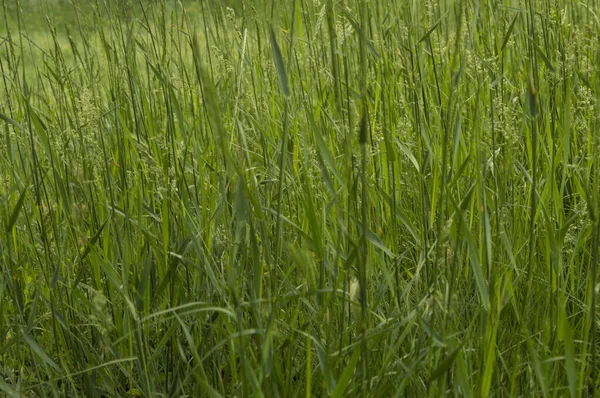 Смуга Повна Солодкої Весняної Трави — стокове фото