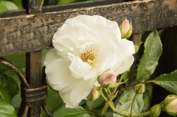 Rosa Blanca Grande Con Pequeñas Rosas Rosadas Claras Sin Expandir —  Fotos de Stock