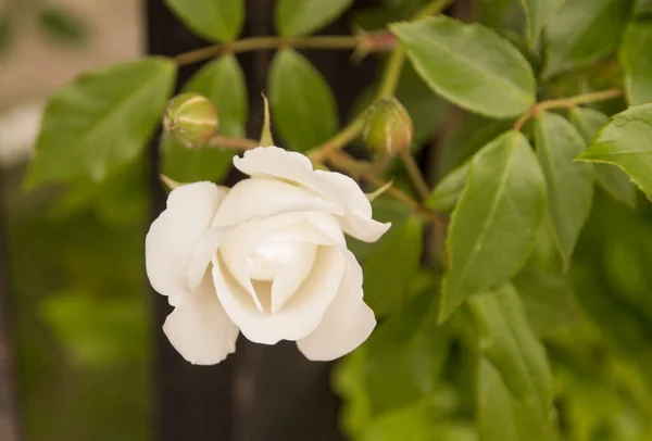 Rosa Pequena Exata Com Dois Conjuntos Atrás Dele — Fotografia de Stock