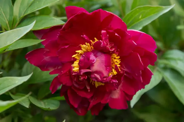 Grande Fleur Pivoine Rouge Avec Étamine Jaune — Photo