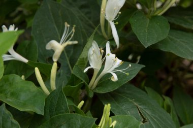 Çiçekli Etrüsk hanımeli çalısı