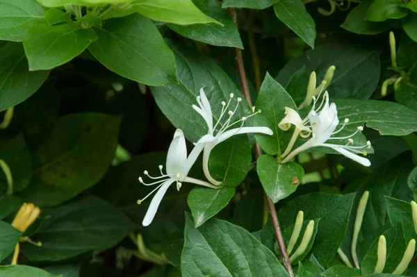 Etruskische Kamperfoelie Met Bloemen — Stockfoto