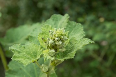 Yakın plan: Genişletilmemiş çalılar