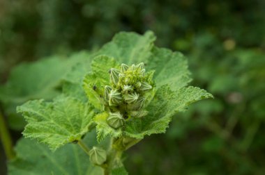 Yakın plan: Genişletilmemiş çalılar